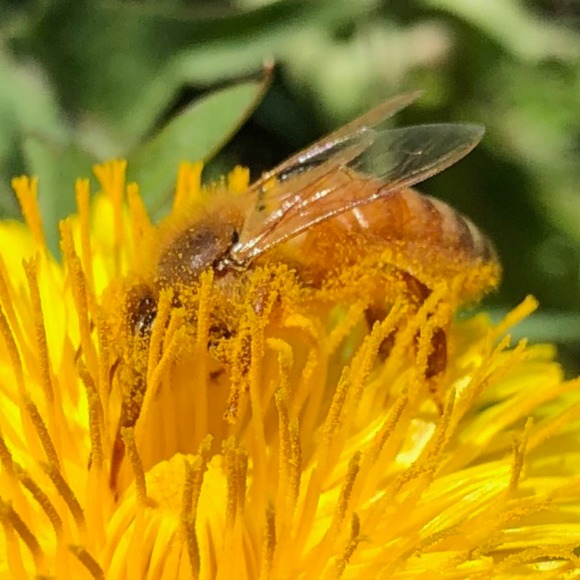 honeybees07
